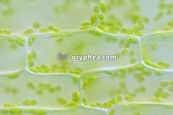 Cellule d'Elodée avec chloroplastes x100 - gryphea.org